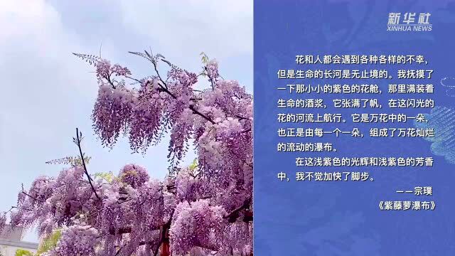 假日书房|宗璞:生命的长河是无止境的