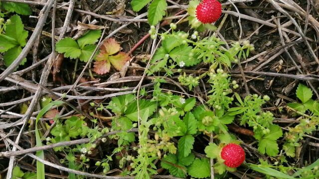 野生的小草莓