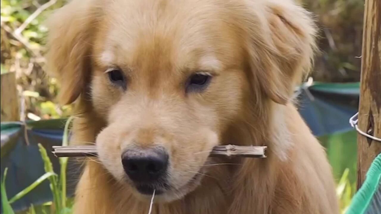 金毛路虎的农村生活,爸爸带它去钓龙虾,没想到它钓得比爸爸还多