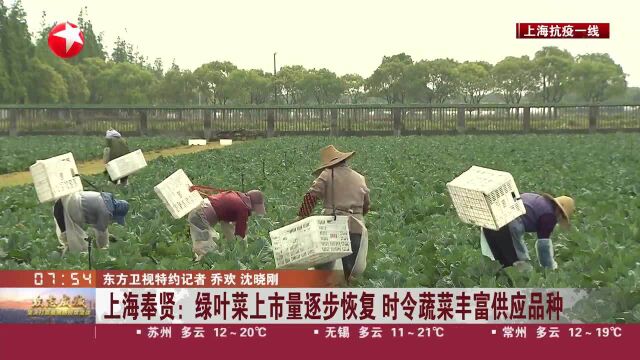 上海奉贤:绿叶菜上市量逐步恢复 时令蔬菜丰富供应品种