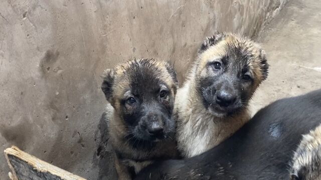 纯锡瓦斯猛犬坎高,50多天性格品相极佳,大家一起了解下