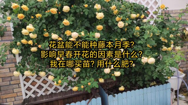 花盆花箱能不能种藤本月季?