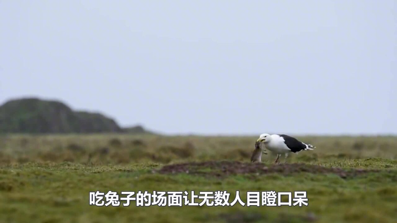 海鸥吃兔子,直接生吞活咽,场面把人看呆了!