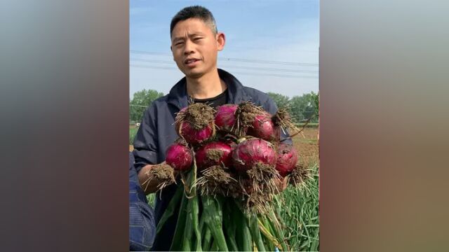 河南新野:洋葱售后大爆炸,小罗拍视频来解释,结果会咋样? #紫皮洋葱 #三农 #我的乡村生活