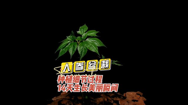 人参盆栽种植过程细节分享与14天生长美丽瞬间!#人参#人参盆栽#人参种植#人参种植技术