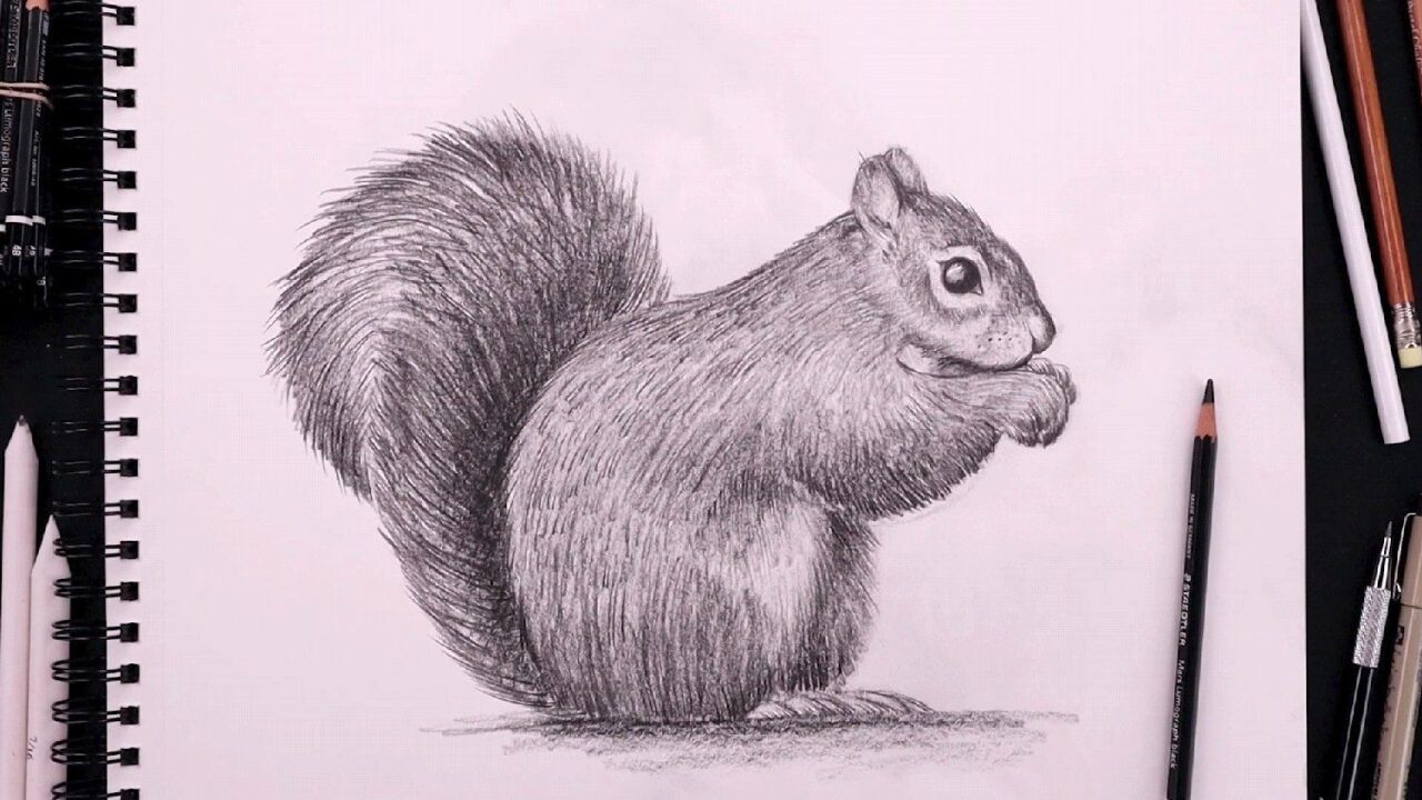 手绘松鼠肖像画,素描过程展示