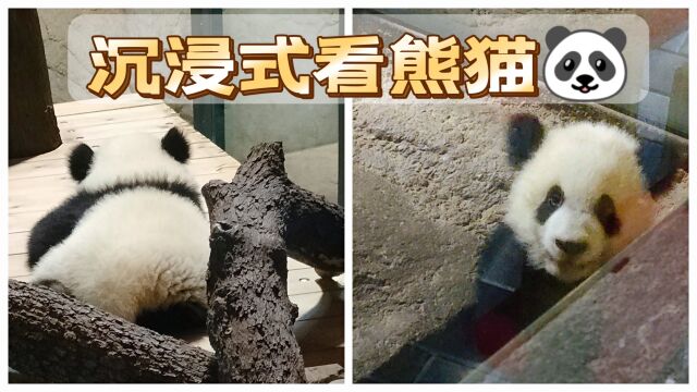 熊猫专题篇𐟐𜦲‰浸式观看可爱的熊猫宝宝|马德里动物园水族馆 大熊猫 Panda|西班牙 欧洲 |Zoo Aquarium Madrid|小米丘XiaoMiChu