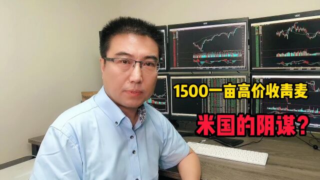 1500一亩高价收青麦,美国的阴谋?