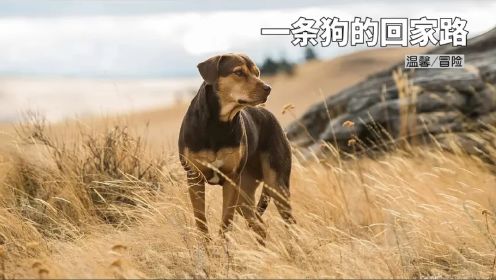 狗狗跨越500公，耗时三年终于找到主人。《一条狗的回家路》