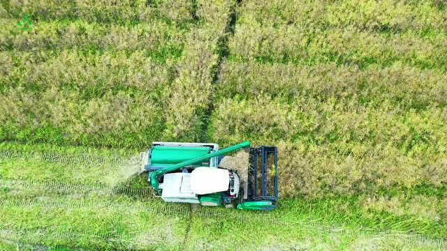 壮观!实拍收割油菜籽全过程