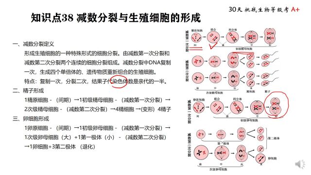 等级考 知识点 38 减数分裂与生殖细胞的形成