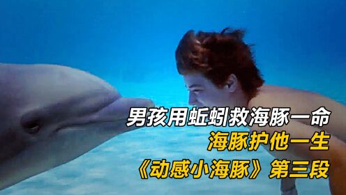 男孩用蚯蚓救海豚一命，海豚护他一生！《海豚的故事》