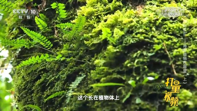 一起来看看!蕨类植物和苔藓有什么区别呢?