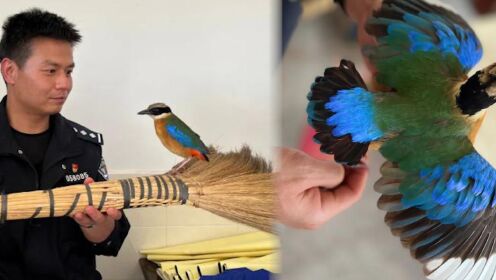 罕见！云南一学校飞来1只蓝翅八色鸫：不少观鸟者20年未曾目睹