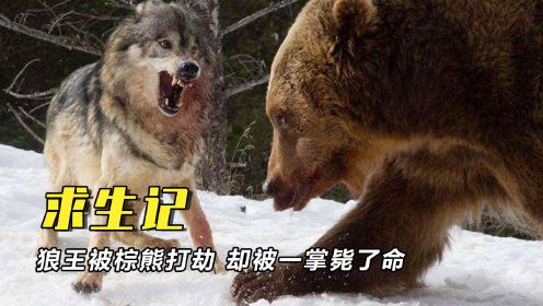 狼王被棕熊打劫了！为了抢回食物它去和棕熊单挑，却被一掌毙了命
