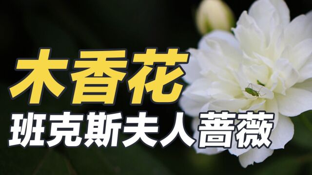 木香花班克斯夫人蔷薇