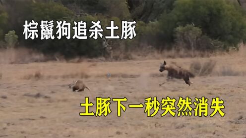 棕鬣狗追杀土豚，土豚下一秒突然消失，独留鬣狗不知所措