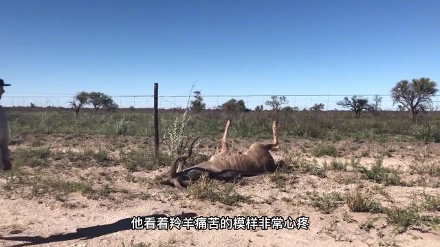 大羚羊被铁丝网缠住,路人小伙挺立相助,结局真是太好了