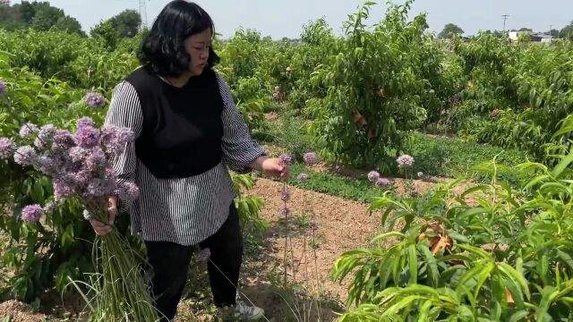 果园里这种植物生命力特强,可观赏可食用,来看看有没有认识的