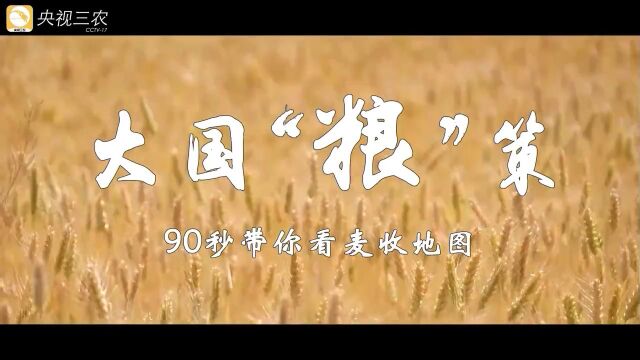 大国“粮”策 | 乡聚麦田:90秒带你看“麦收地图”