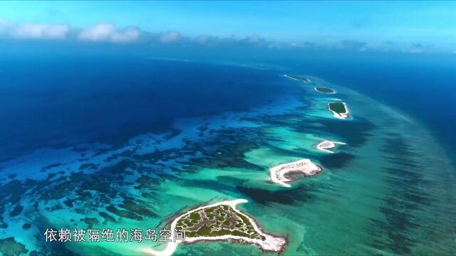 世界海洋日系列科普13 | 海岛生态系统