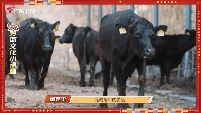 牛界“四大名牛”之一,安格斯牛肉有哪些特征?