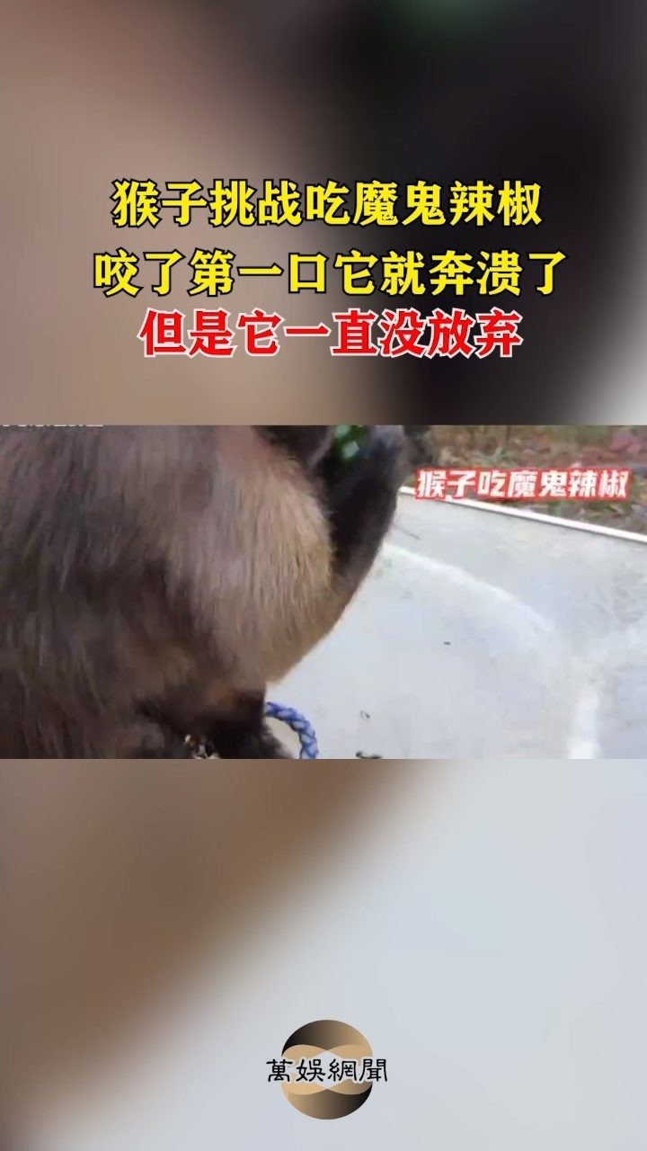 一只猴子挑战吃魔鬼辣椒,咬了第一口,它就奔溃了,但是它一直没放弃