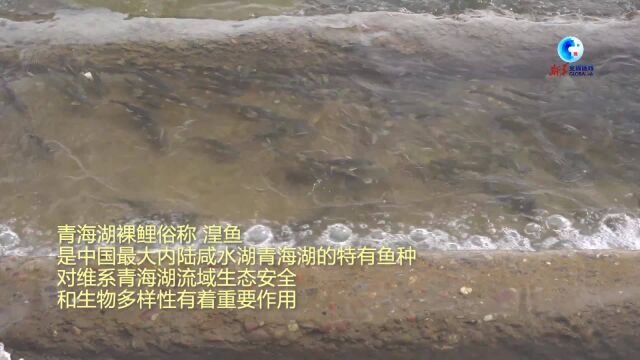 全球连线|中国最大内陆咸水湖生态持续向好