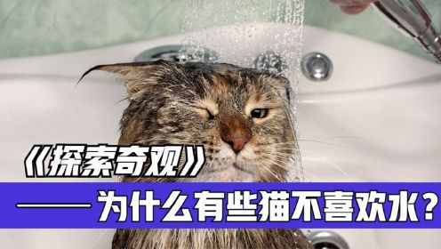 三个理由告诉你为什么猫讨厌水
