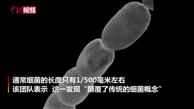 美国科学家发现2厘米长巨大细菌颠覆传统概念