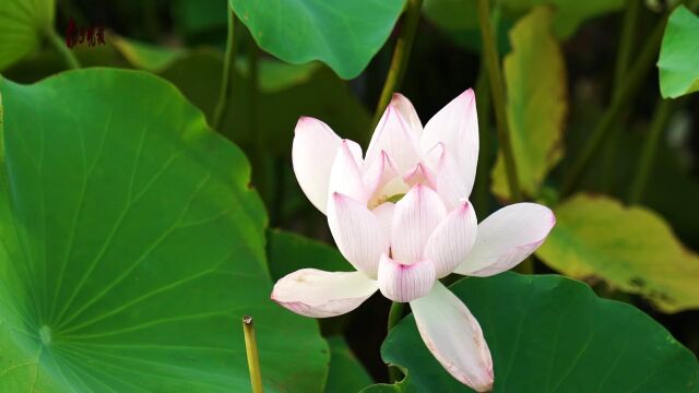 南京雨花台区莲花湖公园大片荷花盛开