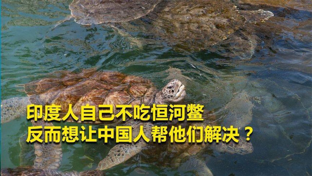 五百萬只印度恆河鱉氾濫成災,印度想賣給我國,這是有什麼目的?