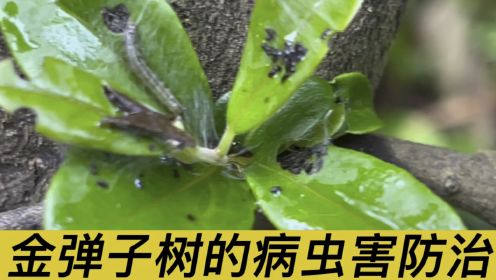 梅雨季节，金弹子容易发生虫害，要怎么防治呢？