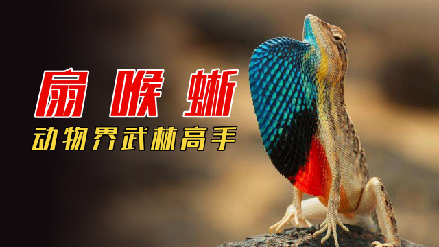 抢老婆参加比武招亲,看动物界的武林高手,华丽扇喉蜥精彩表演!