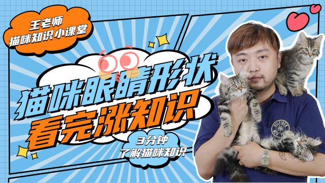 猫咪有一双什么样眼睛?看完涨知识啦!&王老师小课堂