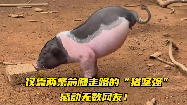 小猪出生就没有后腿,依靠两条前腿走路,网友:猪都比我坚强!