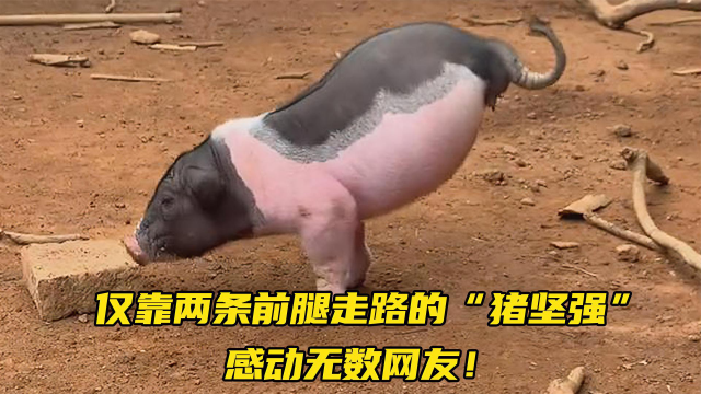小猪出生就没有后腿,依靠两条前腿走路,网友:猪都比我坚强!