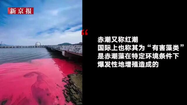 广东珠海海域出现赤潮 市民丢下石块海面泛起蓝色荧光(1)