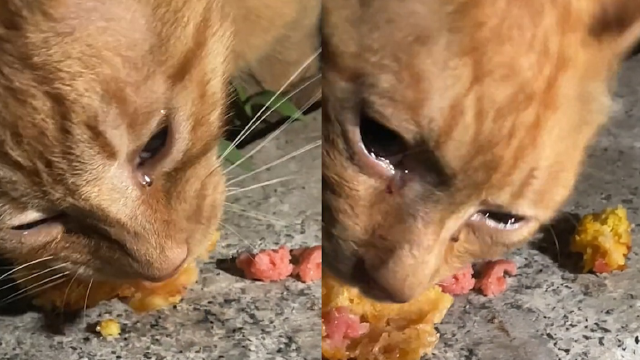 猫咪边吃边"狂哭":希望每只猫咪都有人爱