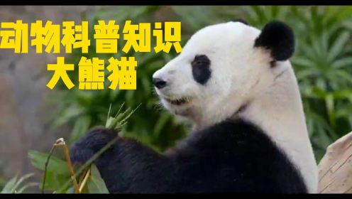 大熊猫的生活起居及喜好，主要分布区域