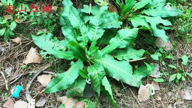 农村常见的野菠菜,原来还有这妙用,认识的人常采摘回家