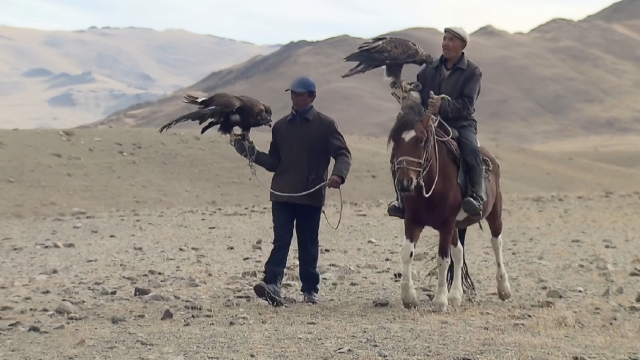 熬鹰的过程很残忍