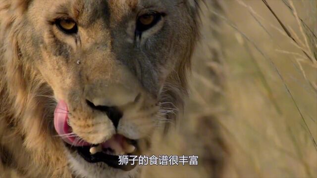 大象觉得野牛好欺负,不料却被野牛直接怼屁股,大象疼的嚎叫!