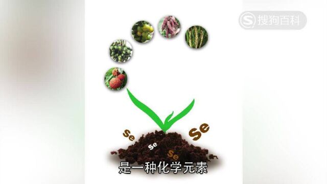 立懂百科带你了解硒