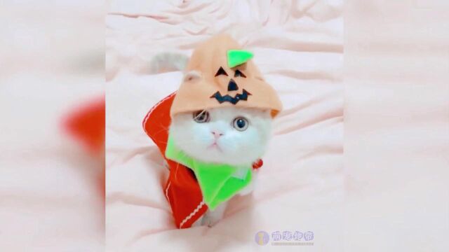 猫宝宝有趣又可爱的猫宝宝 看完会上瘾