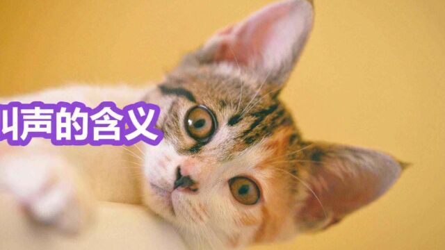 猫咪常见叫声的含义,你家猫咪的你听过几个