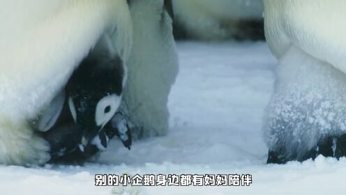 企鹅在冻僵之前、必须找到它的妈妈才能活下去