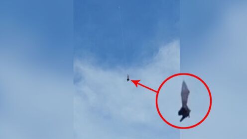 怪异的蝙蝠事件如何解释？被相机拍到，难以置信的10个离奇事件！
