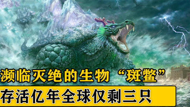 濒临灭绝的物种斑鳖,被誉为水中大熊猫,存活亿年全球仅剩三只