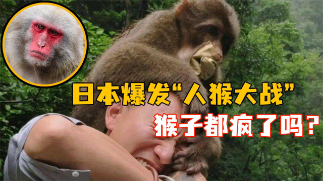 45人被打伤,是什么导致猴子攻击人类呢?